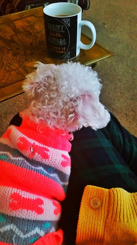 15036628_1297964406937648_5171953178132783415_n